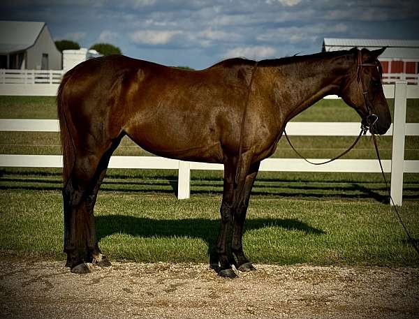 all-around-quarter-horse
