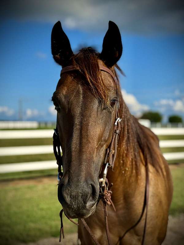 husband-safe-quarter-horse