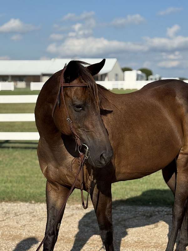 beginner-quarter-horse