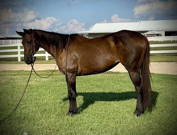 kid-safe-quarter-horse