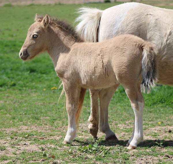 amhr-miniature-horse