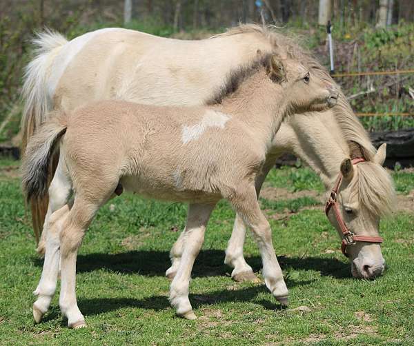 amha-miniature-horse