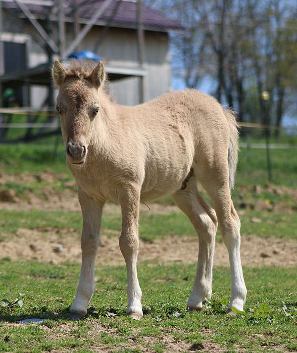 champagne-miniature-horse