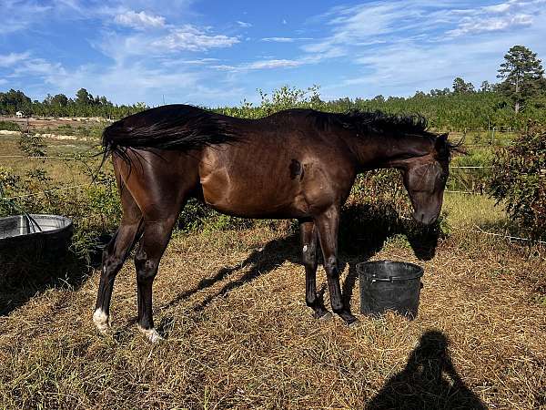 barrel-thoroughbred-horse