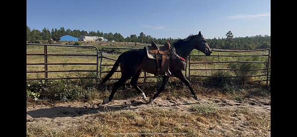 athletic-thoroughbred-horse