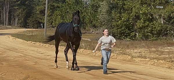 all-around-thoroughbred-horse