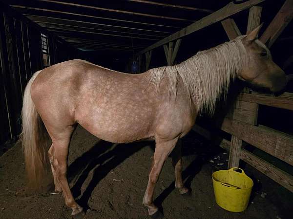 barrel-quarter-horse