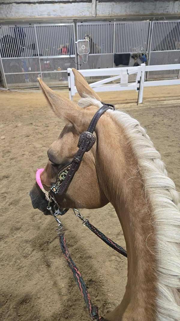 rodeo-quarter-horse