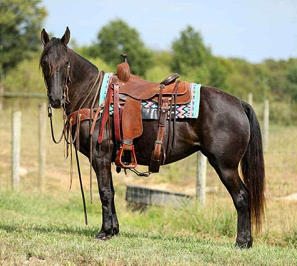 black-none-horse