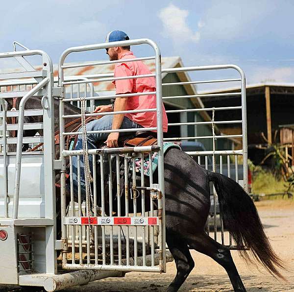 beginner-safe-tennessee-walking-horse
