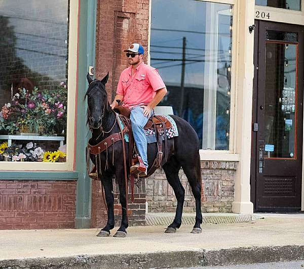 family-horse-tennessee-walking