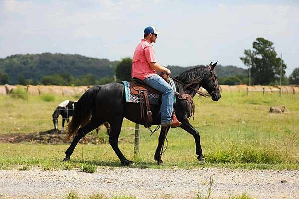 gaited-tennessee-walking-horse