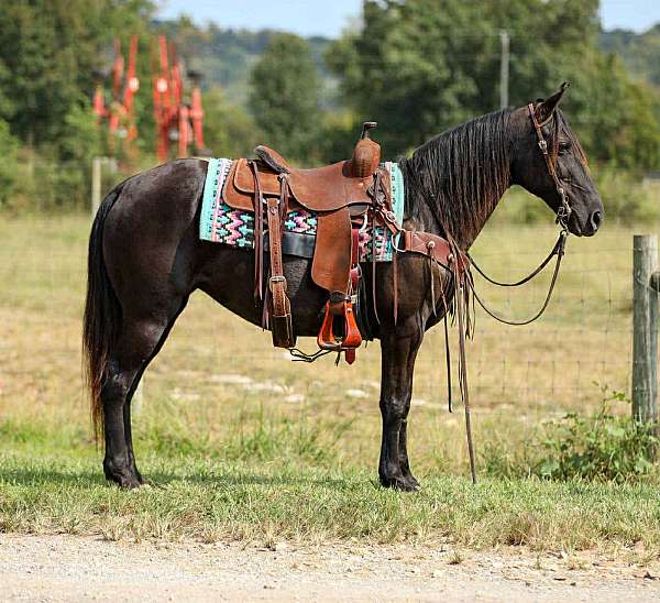 tennessee-walking-horse
