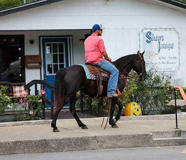 all-around-tennessee-walking-horse