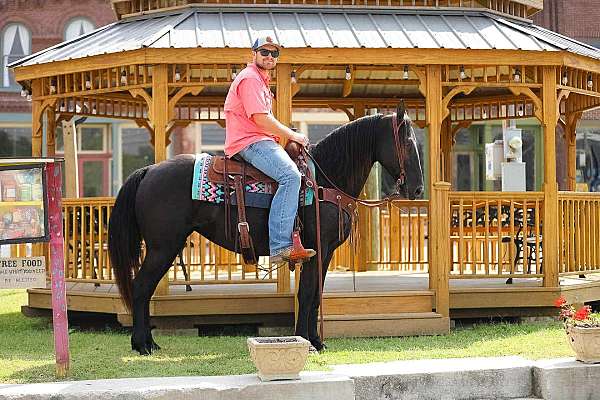 athletic-tennessee-walking-horse