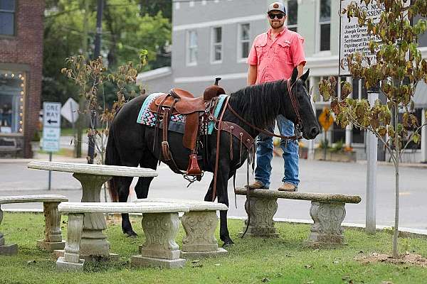 beginner-tennessee-walking-horse