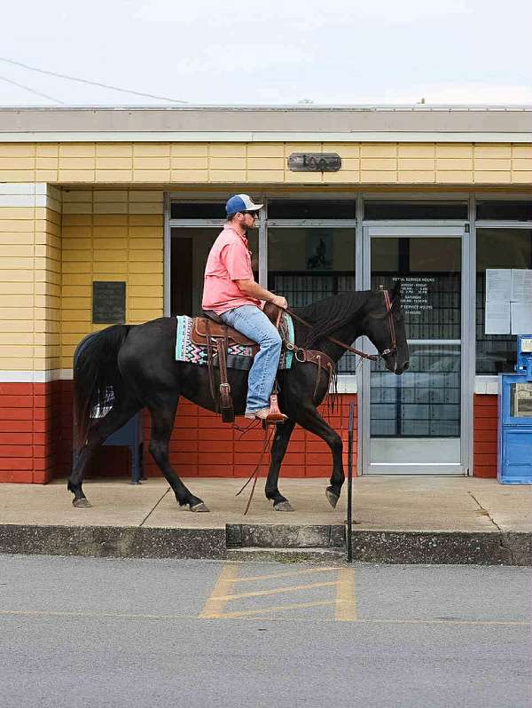 kentucky-mountain-tennessee-walking-horse