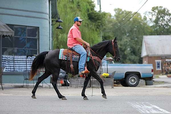 trail-tennessee-walking-horse