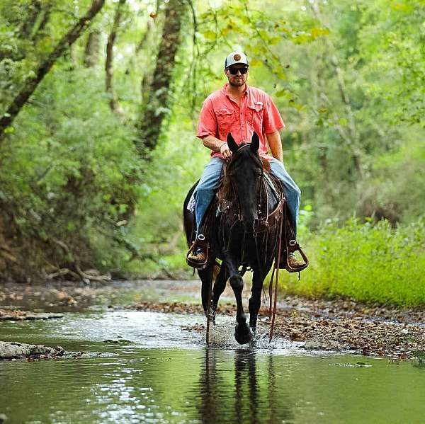 experienced-tennessee-walking-horse
