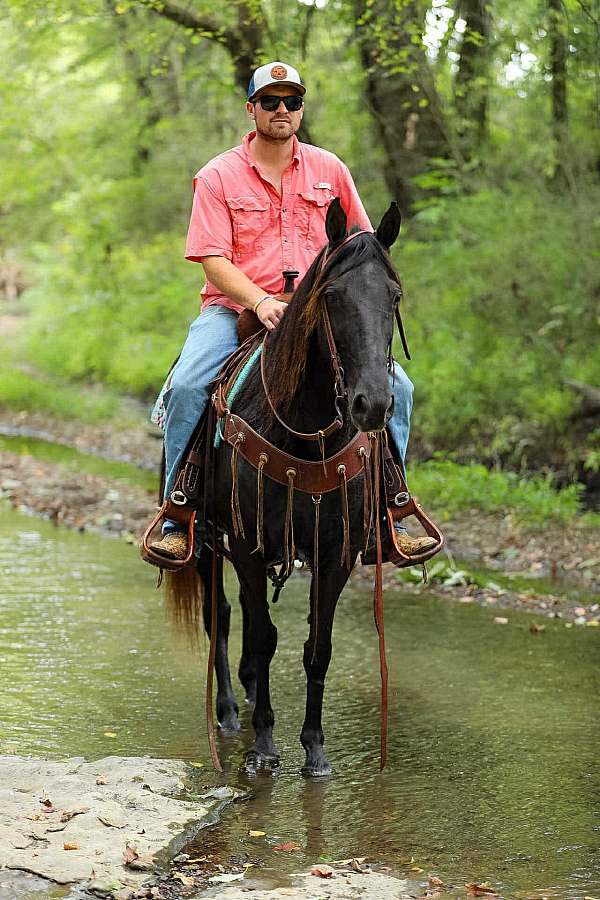 flashy-tennessee-walking-horse