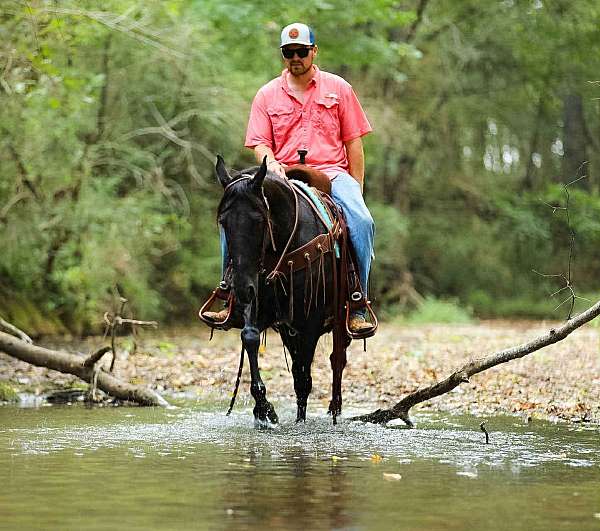 husband-safe-tennessee-walking-horse