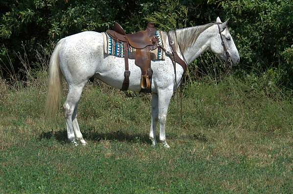 grey-none-horse