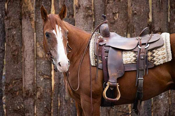 beginner-safe-quarter-horse