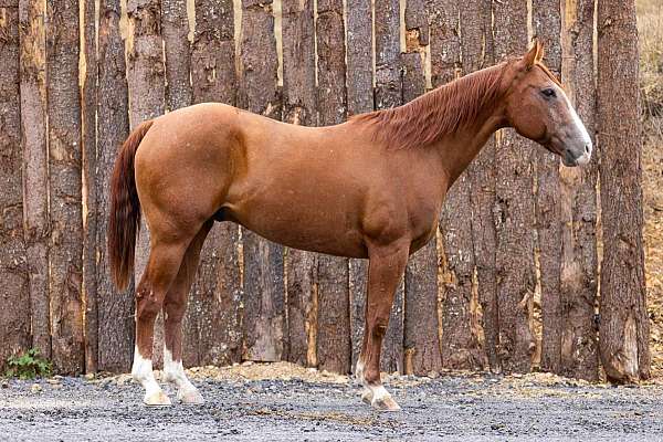 chestnut-blaze-socks-horse