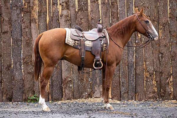 ranch-work-quarter-horse