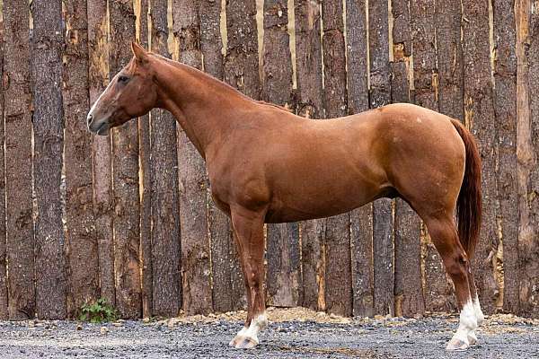 all-around-quarter-horse