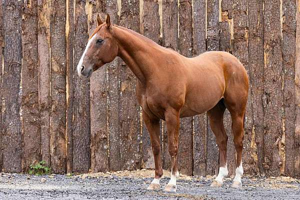 athletic-quarter-horse