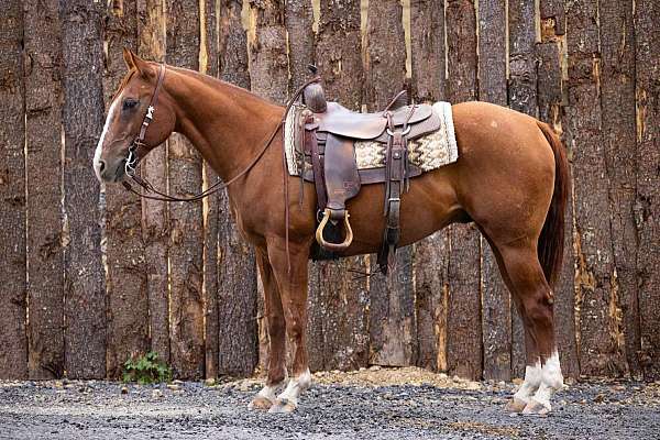 family-horse-quarter