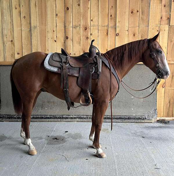 beginner-quarter-horse