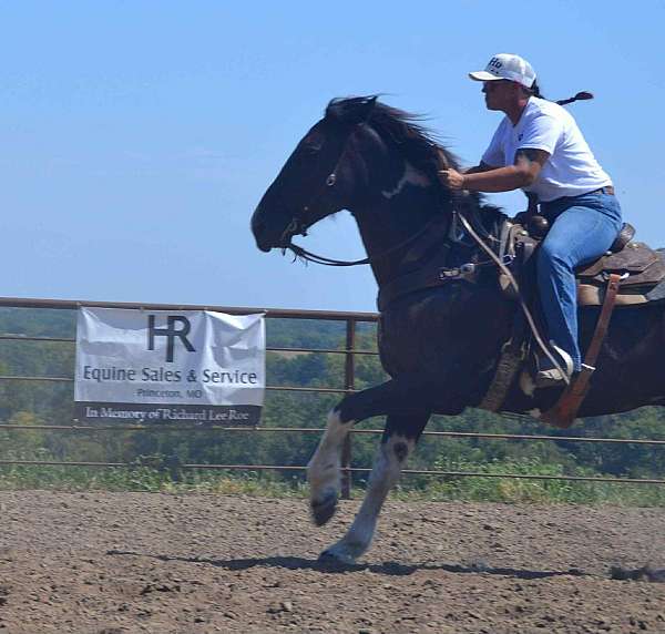 quarter-horse