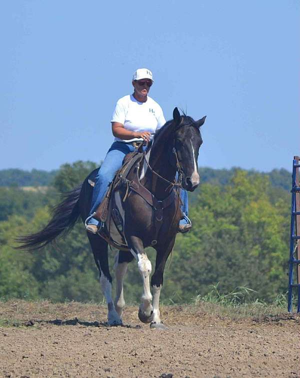 ranch-work-quarter-horse