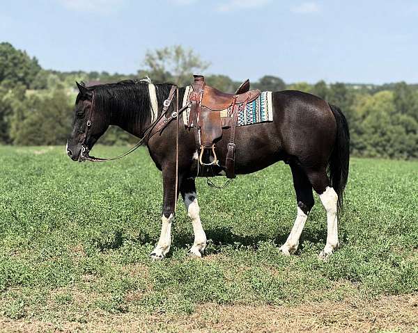 tobiano-4-stockings-horse