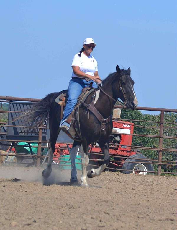 beginner-safe-quarter-horse