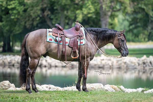 beginner-safe-quarter-horse
