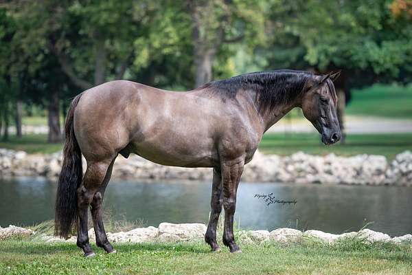 grulla-none-horse