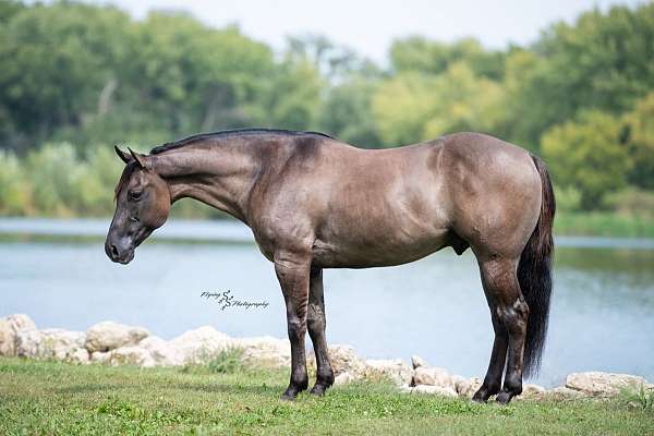quarter-horse