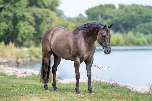 ranch-work-quarter-horse