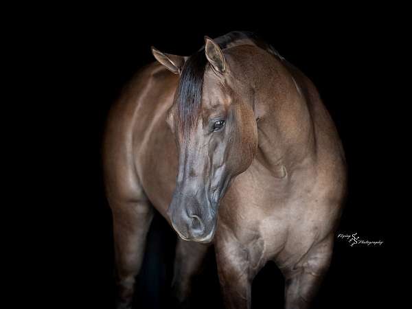all-around-quarter-horse