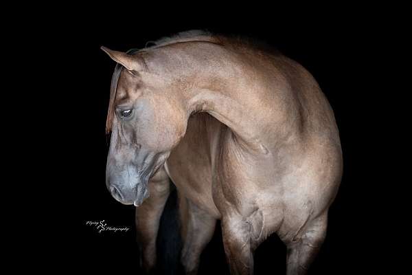 athletic-quarter-horse