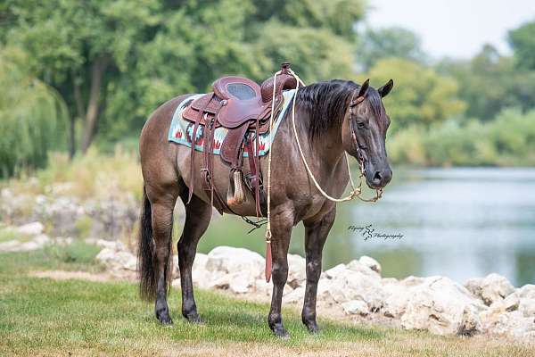 family-horse-quarter