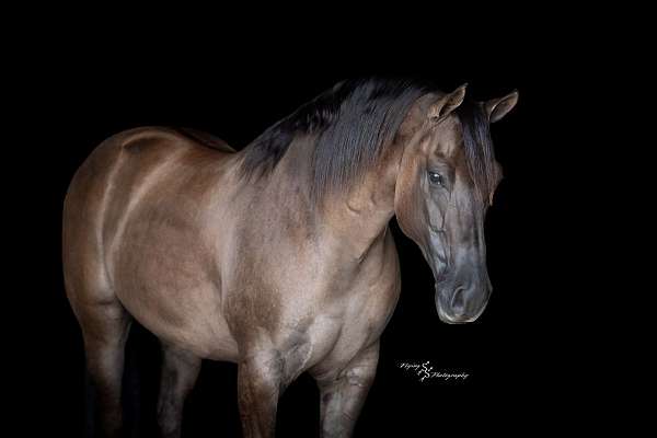 trial-quarter-horse
