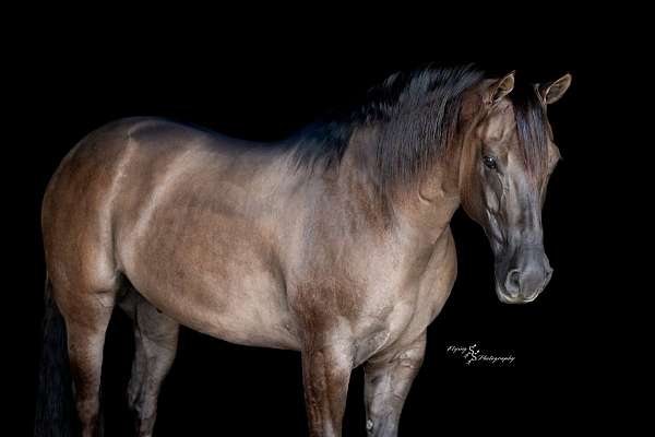 beginner-quarter-horse