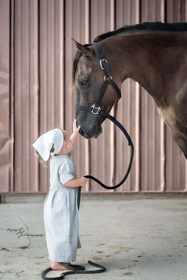 experienced-quarter-horse