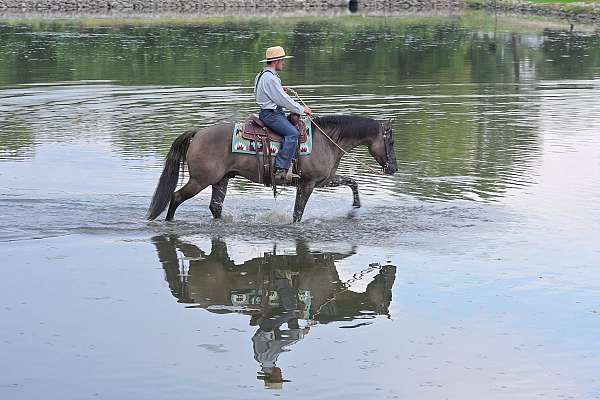 flashy-quarter-horse