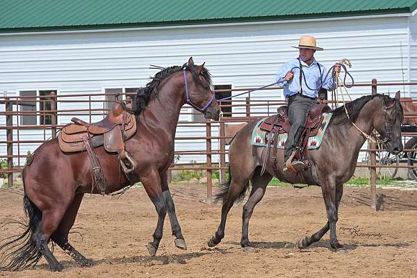 husband-safe-quarter-horse