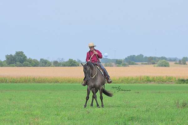ranch-quarter-horse